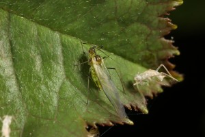 Aphid on a dog rose (Rosa canina) at the Loch Beinn a'Mheadhoin picnic site.
