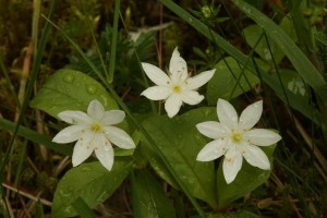 Chickweed wintergreen (Trientalis europaea) in flower at the Loch Beinn a 'Mheadhoin picnic site.