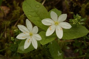 Chickweed wintergreen (Trientalis europaea) in flower near Loch Beinn a'Mheadhoin in Glen Affric.