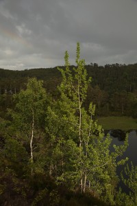 Rainbow over birch and aspen trees, overlooking Loch Beinn a'Mheadhoin.