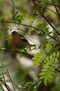 Male chaffinch (Fringilla coelebs) in a rowan tree (Sorbus aucuparia) at the Dog Falls car park.