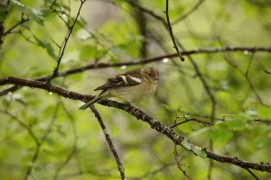 This female chaffinch was in another nearby tree.