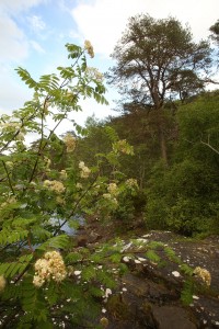 Another view of the rowan tree beside the Affric River.