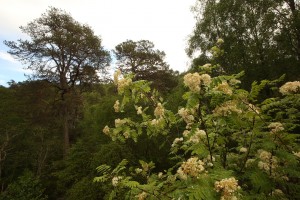 Young rowan tree in flower, with Scots pines, beside the Affric River at the Dog Falls  car park.