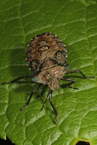 A head-on view of the shield bug nymph.