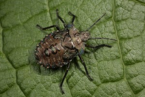 This shield bug turned out to be the final instar nymph of the red-legged shield bug (Pentatoma rufipes).