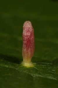 Closer view of one of the galls induced by a mite (Phytocoptes eupadi) on a bird cherry leaf.