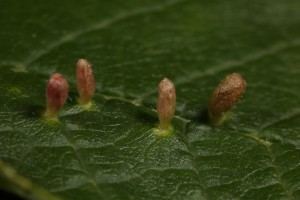 Galls induced by a mite (Phytocoptes eupadi) on a leaf of the bird cherry.
