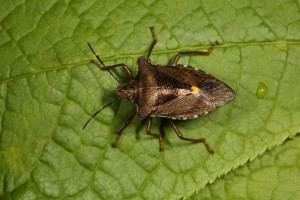 Adult red-legged shield bug (Pentatoma rufipes) on a leaf on the bird cherry tree.