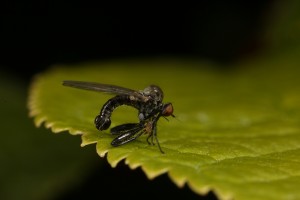 This appeared to be a fly of some sort emerging from the exuvium, or external skeleton, of an earlier stage of its development.