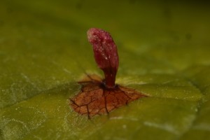 Another of the galls induced by the mite (Phyllocoptes eupa