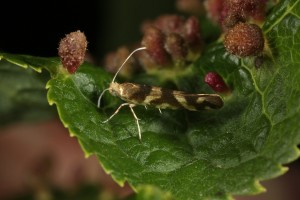 Here the pale bleu eye of the micro-moth can be seen, with the tiny galls forming almost a science ficton-like landscape and background for it.