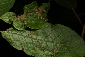 Here, a tiny micro-moth can be seen, nestled in amongst the galls on the upper leaf in the image.