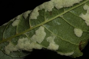 This leaf of the bird cherry was covered in this white growth, which I discovered was a gall, probably induced by a mite (Eriophyes distinguendus).
