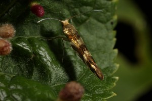 Close up view of the micro-moth  (Argyresthia goedartella).