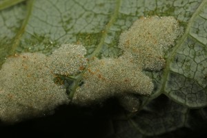 Closer view of the mass of felt, or erinea, induced by a mite (Eriophyes distinguendus) on the leaf of a bird cherry.