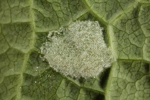 A smaller patch of the erineum, or felt  gall, induced by the mite (Eriophyes distinguendus).