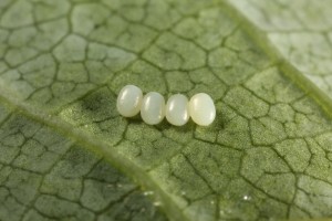Eggs on the underside of one of the bird cherry's leaves.