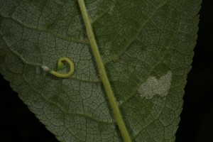Here, a small caterpillar looks like it has just hatched out from its egg, on the underside of a bird cherry leaf, with one of the felt galls induced by the mite (Eriophyes distinguendus) nearby.