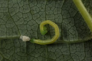 Closer view of the caterpillar on the bird cherry leaf.