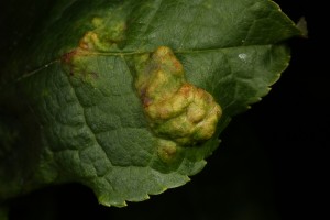 Leaf blister galls on a leaf of the bird cherry.