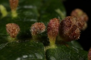 These galls, induced by the same mite (Phyllocoptes eupadi), are slightly more developed and have become quite hairy as a result.