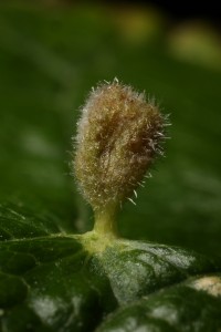 Close up of one of the mite-induced galls (Phyllocoptes eupadi) at the hairy stage of its development.