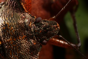 Close up of the head of an adult red-legged shield bug (Pentatoma rufipes), showing the compound eyes.