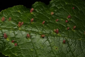 Some of the bird cherry's leaves had large numbers of the galls on them.
