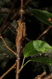 This swollen stem on the bird cherry, near the galled fruits, is also probably the result of the same fungus (Taphrina padi).