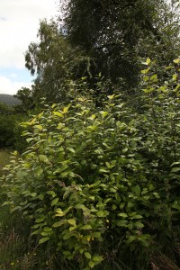 Another view of some of the new growth on the bird cherry.