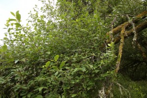 Here the new growth from the top of the fallen branches is growing vigorously upwards.