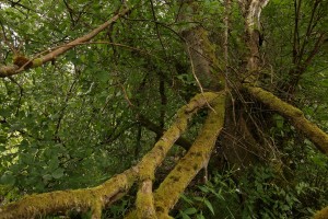 Moss-covered fallen branches of a bird cherry at Dundreggan.