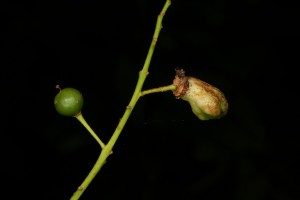 Healthy fruit (left) on the bird cherry, and a fruit (right) that has been galled by a fungus (Taphrina padi).