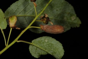 Some more fruits on the bird cherry that have been galled by the fungus (Taphrina 