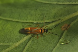 Adult bug (Cyllecoris histrionius) on the underside of an oak leaf near Badger Falls.