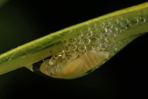 Nymph of a common froghopper (Philaenus spumarius) on the underside of an oak leaf.