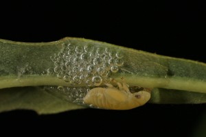 This is the view of the developing nymph from the other side.