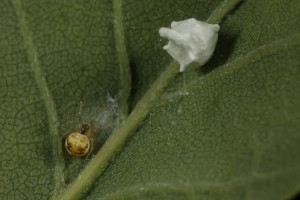 Female spider (Paidiscura pallens) with her egg sac, on the underside of one of the oak leaves.
