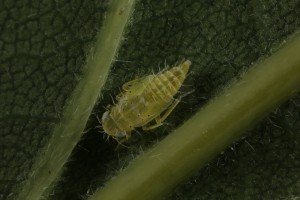 Nymph of a bug (Ribautiana scalaris) on the underside of one of the oak leaves.