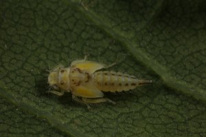 Nymph of another bug (Eurhadina sp.) on the underside of one of the oak's leaves.