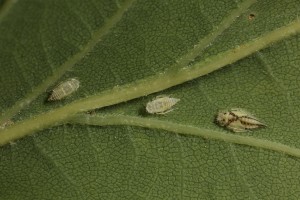 More nymphs of a bug (Eurhadina sp.) on the underside of an oak leaf.