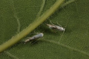 Micro moths (Phyllonorycter harrisella) on the underside of an oak leaf.
