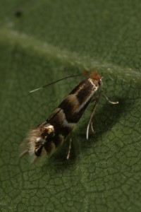 Closer view of the micro-moth (Phyllonorycter ulmifoliella) on an oak leaf.