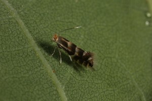 Micro moth (Phyllonorycter ulmifoliella) on the underside of another of the oak's leaves.