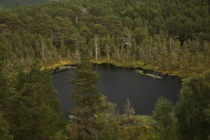 Coire Loch is a small lochan nestled amongst old Scots pines (PInus sylvestris) at the east end of Glen Affric.