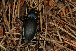 Ground beetle (Carabus glabratus) amongst pine needles in Glen Strathfarrar.