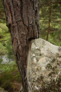 Here, the way the pine's trunk has grown around the edge of the rock can clearly be seen.