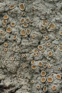 Cudbear lichen (Ochrolechia tartarea) on the trunk of a birch tree.