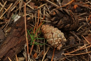Newly-germinated Scots pine seedling amongst cones and fallen needles on the forest floor.
